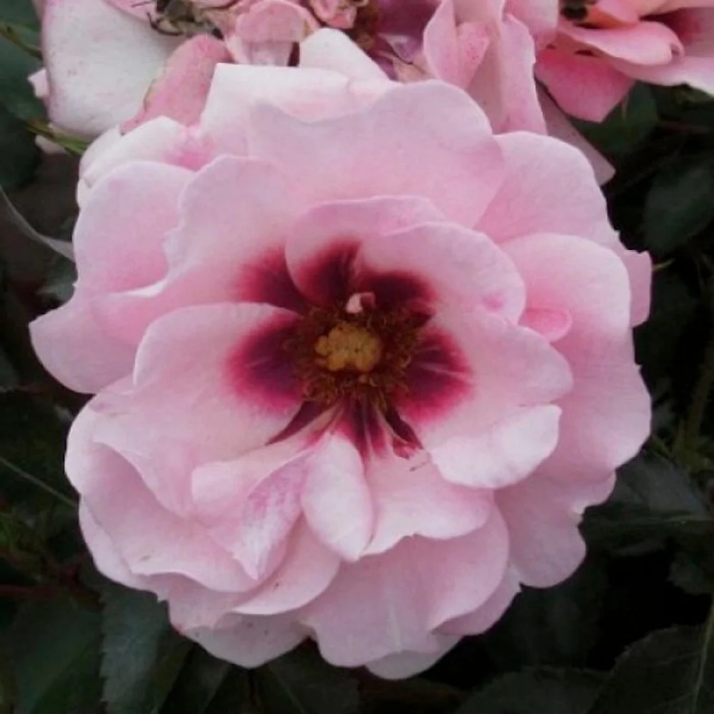 183264-roza-floribunda-ester-kuin-of-persiya-big | ЛПХ питомник роз "ГАРАНТ"